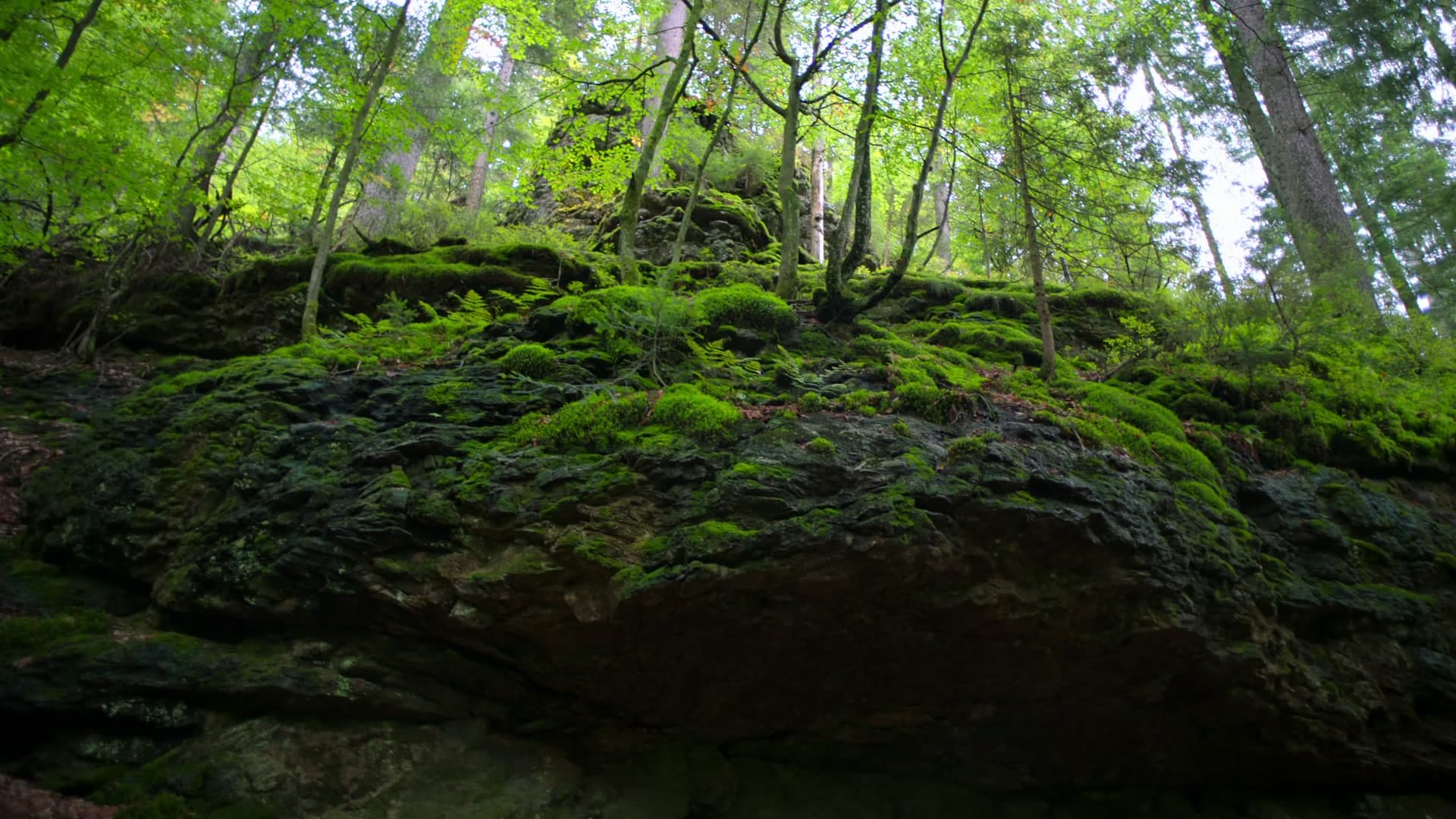 Dolby – Aphorism on Nature – 7streich Videoproduktion Nürnberg